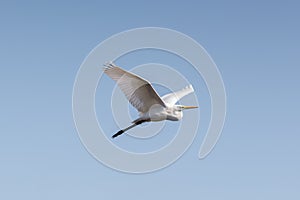 Great white egret egretta alba flight, blue sky, spread wings