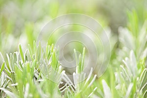 Natural green abstract background from nature with plants and sunlight for ecology and environment