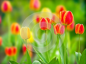 Natural green background with blooming tulips natural light