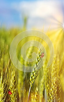 Natural green background and crawling ladybugs in sunlight with beautiful bokeh. Lush wheat .Copy space