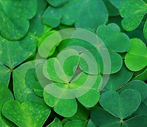 Natural green background with fresh three-leaved shamrocks.Close-up of Clover Leaves. St. Patrick`s day holiday symbol. Top View