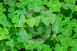 Natural green background with fresh three-leaved shamrocks. St. Patrick`s day holiday symbol. Top View