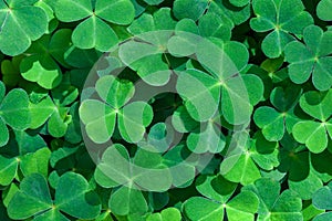 Natural green background with fresh three-leaved shamrocks.  St. Patrick`s day holiday symbol.  Top view. Selective focus