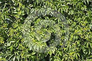 Natural green background of ivy leaves growing on the wall or fence of the garden.