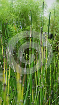 Natural green background with reed or bamboo