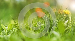 Natural green background with selective focus