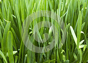 Natural green background of Sisaket onion growing in the garden