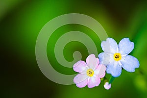 Natural green background with spring forget me not flowers