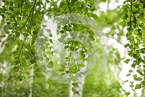 Natural green background with view of birch grove on bright summer day in selective focus