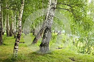 Natural green background with view of birch grove on bright summer day in selective focus