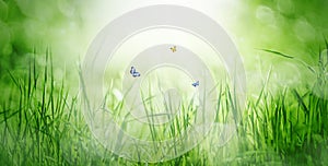 Natural green background of young juicy grass in sunlight with beautiful flying butterflies.