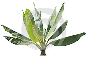 Natural green banana leaves plant for decorated in park and gar