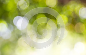 Natural green blured background