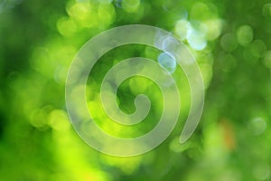 Natural green blured background