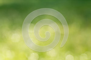 Natural green blurred background photo