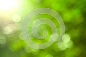 Natural green blurred background photo