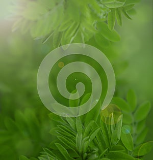 Natural green blurred background, soft focus