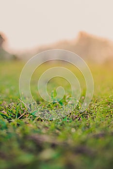 Natural green blurred background with sunshine - grass and foliage on nature in rays of sunlight - copy space - empty space