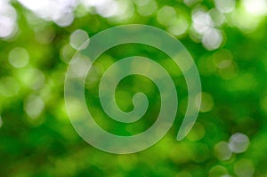 Natural green blurred background