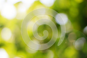 Natural green blurred and bokeh background,Abstract backgrounds.