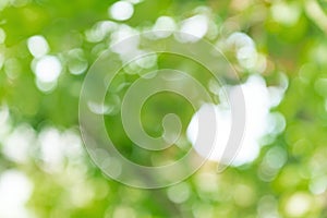 Natural green bokeh abstract background,blurred textured