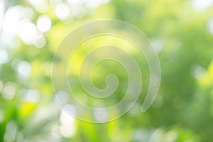 Natural green bokeh abstract background,blurred textured