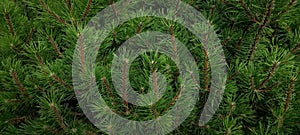 Natural green close up background with pine tree in a park.