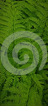 Natural green close up textured background with fern leaves.