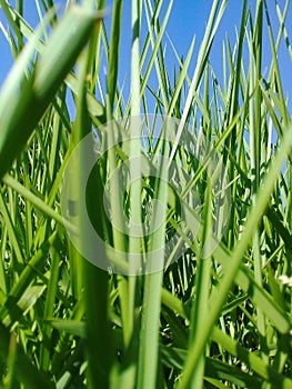 Natural green colour Grass.