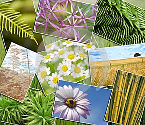 Natural Green Environment Plants Field Flowers Montage