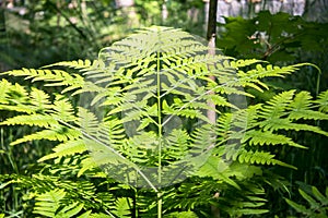 Natural green fern leaves perfect background and texture.Young fern leaf early summer morning