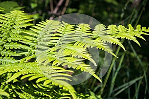 Natural green fern leaves perfect background and texture.Young fern leaf early summer morning