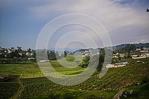 Natural green field of grass, with houses, san andres xecul, photo