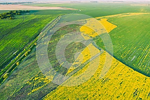 Natural Green Field With Trails Lines In Blooming Canola Yellow Flowers. Top View Of Rape Plant, Rapeseed, Oilseed
