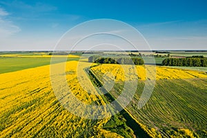 Natural Green Field With Trails Lines In Blooming Canola Yellow Flowers. Top View Of Rape Plant, Rapeseed, Oilseed Field