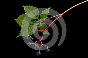 Natural green foliage and berries of girlish grapes lat. ParthenocÃÂ­ssus quinquefolia, isolated on black background photo