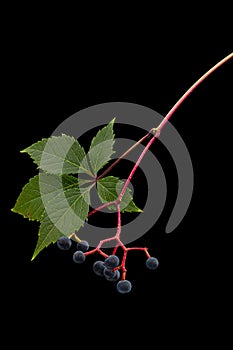 Natural green foliage and berries of girlish grapes lat. ParthenocÃÂ­ssus quinquefolia, isolated on black background photo