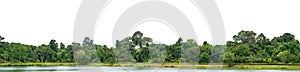 Natural green forest tree line with transparent White background for design and creative projects. natural forest, tree line,