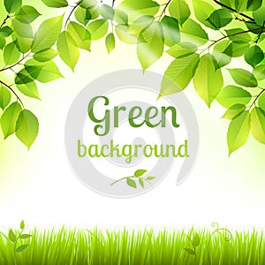 Natural green fresh foliage background