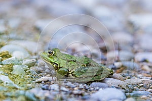 Natural green frog Rana esculenta sitting on stones