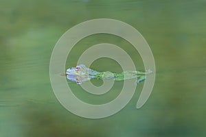 Natural green frog Rana esculenta swimming in green water