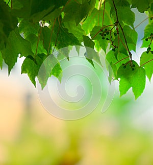 Natural green grape leaves covering