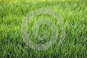 Natural green grass background, fresh lawn
