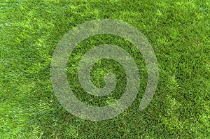 Natural green grass background texture