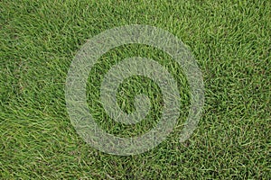 Natural green grass. Grass texture or grass background
