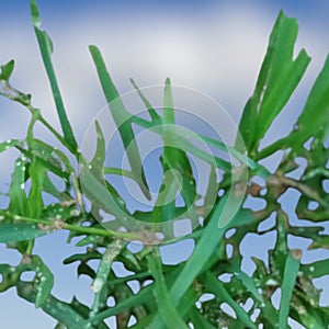 Natural Green Grass leaves Abstract Background.