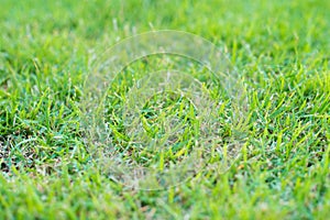 Natural green grass texture. green grass background