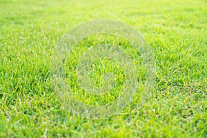 Natural green grass texture. green grass background