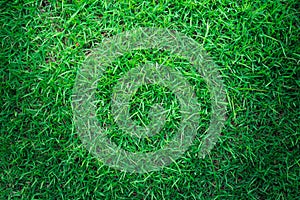 Natural green grass texture or green grass background for design.