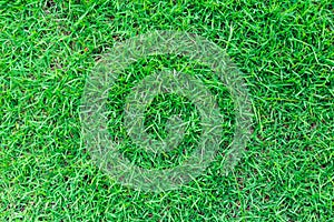 Natural green grass texture or green grass background for design.